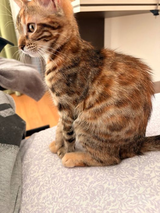 Бенгалско котенце