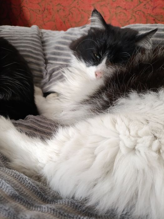 Крупный пушистый кот