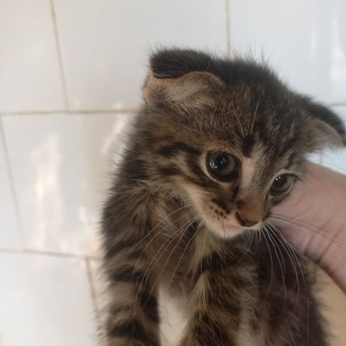 Вислоухий котёнок 1,5 мес мальчик