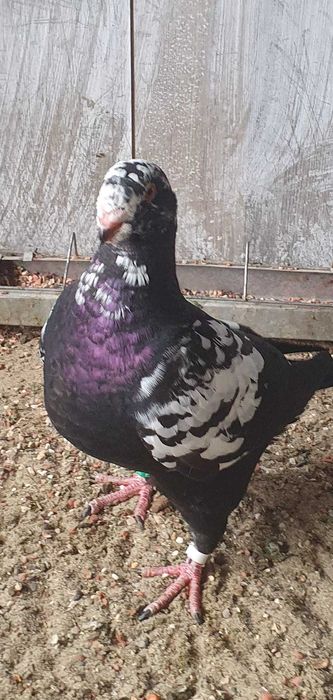 De vânzare cauta casă noua