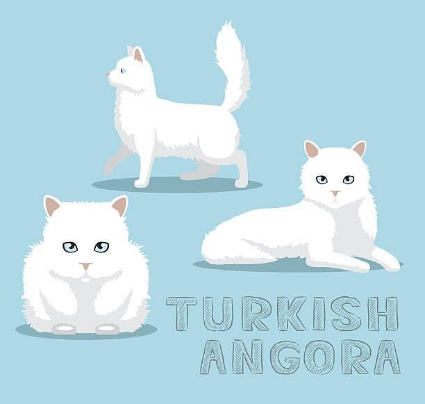 Котята турецкая ангора