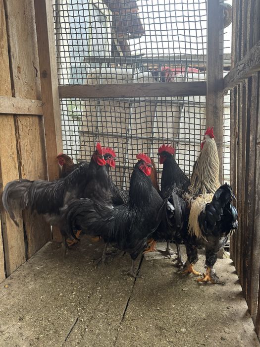 Vand cocosi frumosi!