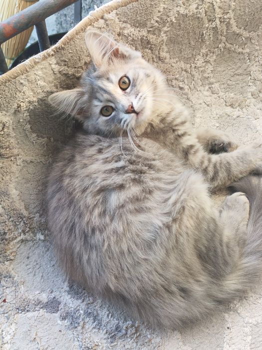 Отдам котят в хорошие руки