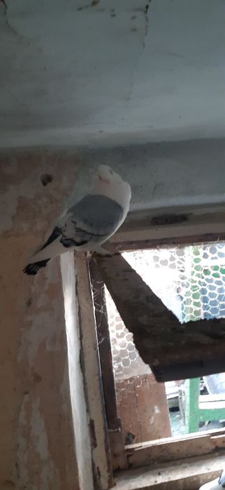 Porumbei zburatori,jucatori,misirli si maria stuard.