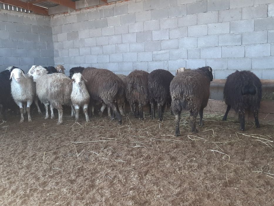 Қой, овцы, баран