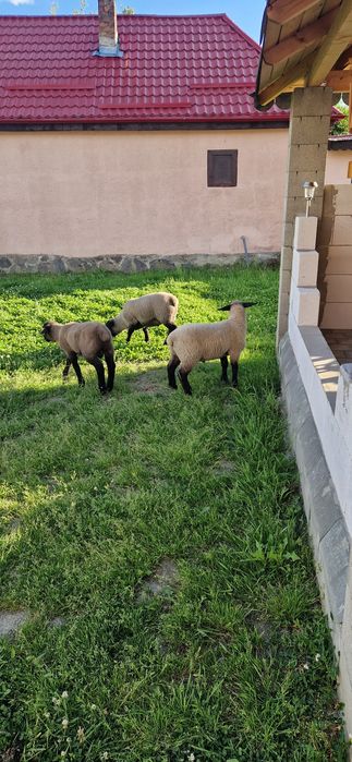 Berbecuți Suffolk