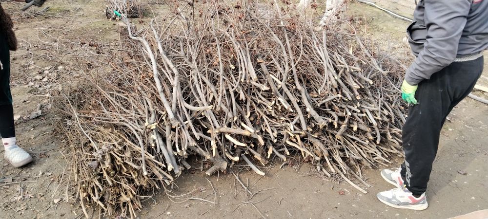 Тандир Боп отинлар