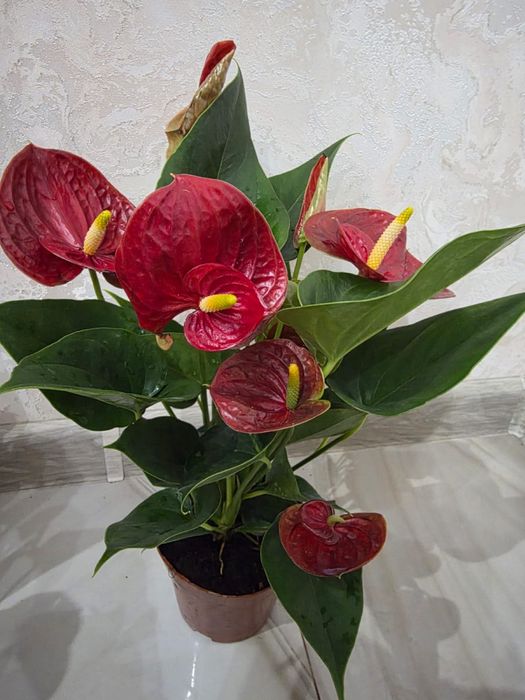 Комнатные  цветы орхидеи, антуриум, шефлера