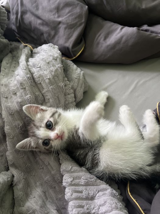 Котята 2 месяца,британцы!