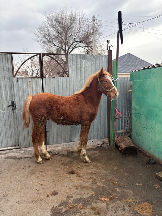 Продам жеребёнка