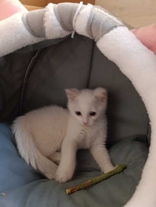 Ищу дом для котенка в Алмате