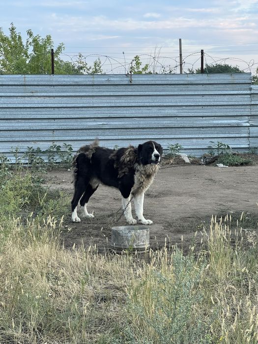 Алабай 3 года кобель