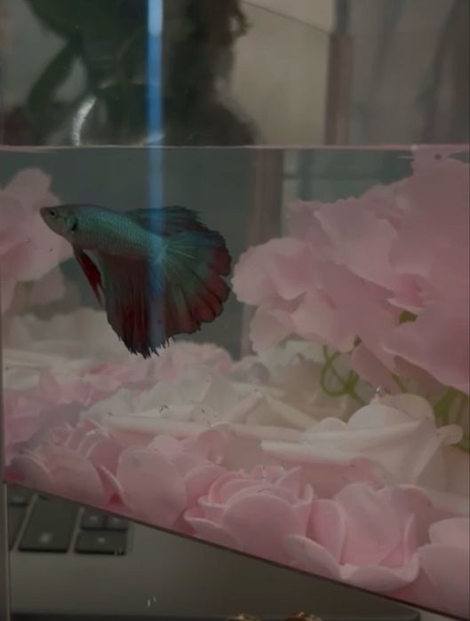 Тропическая рыба в дизайнерском аквариуме