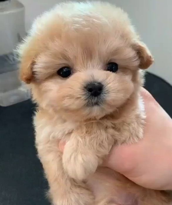 Мальтипу Ф_1 шикарный мальчик