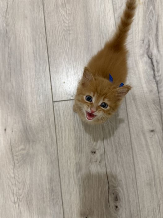 Продам котенка