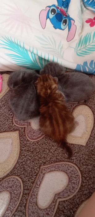 Британские котята