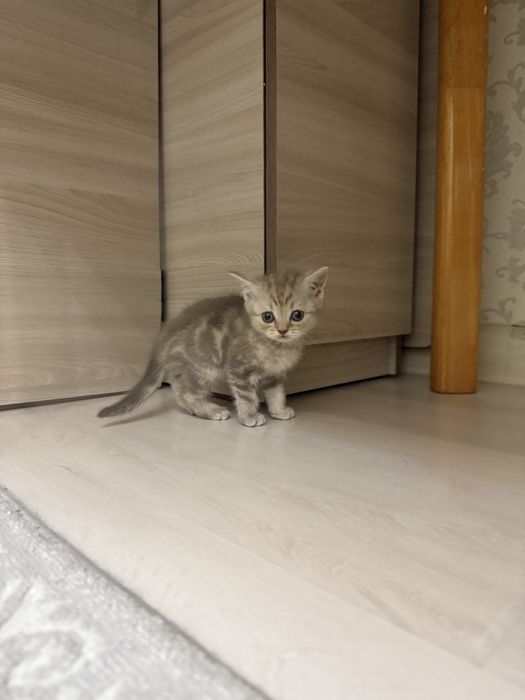 Продам шотландского котенка