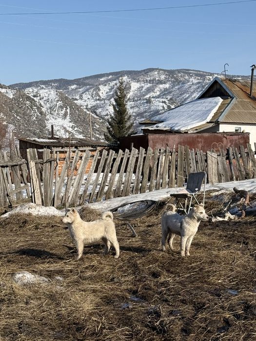 Щенята лайки продам