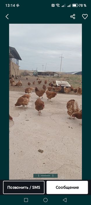 Куры несушки молодки