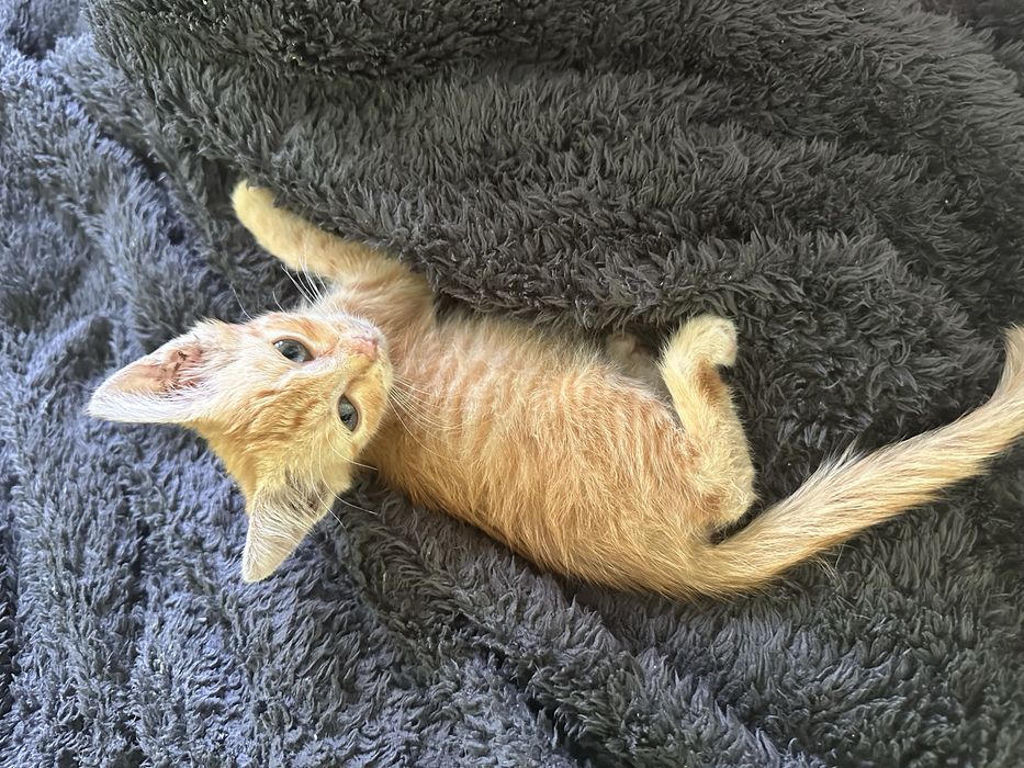 Малко златно котето