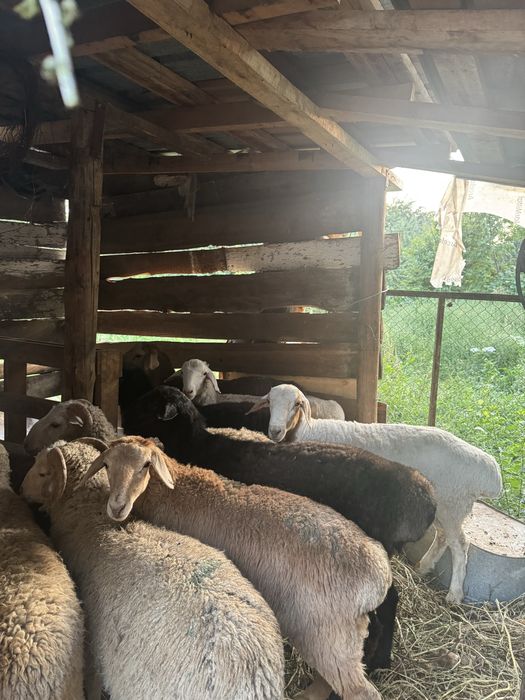 Продам домашних баран