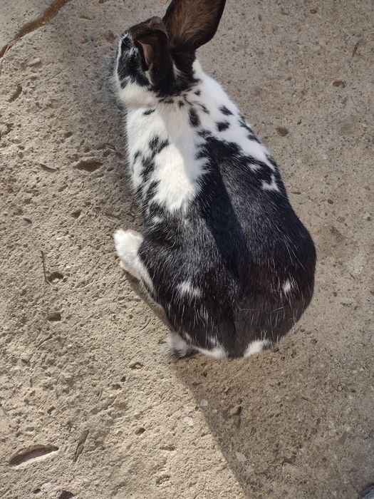 Vând femela cu vârsta de un an