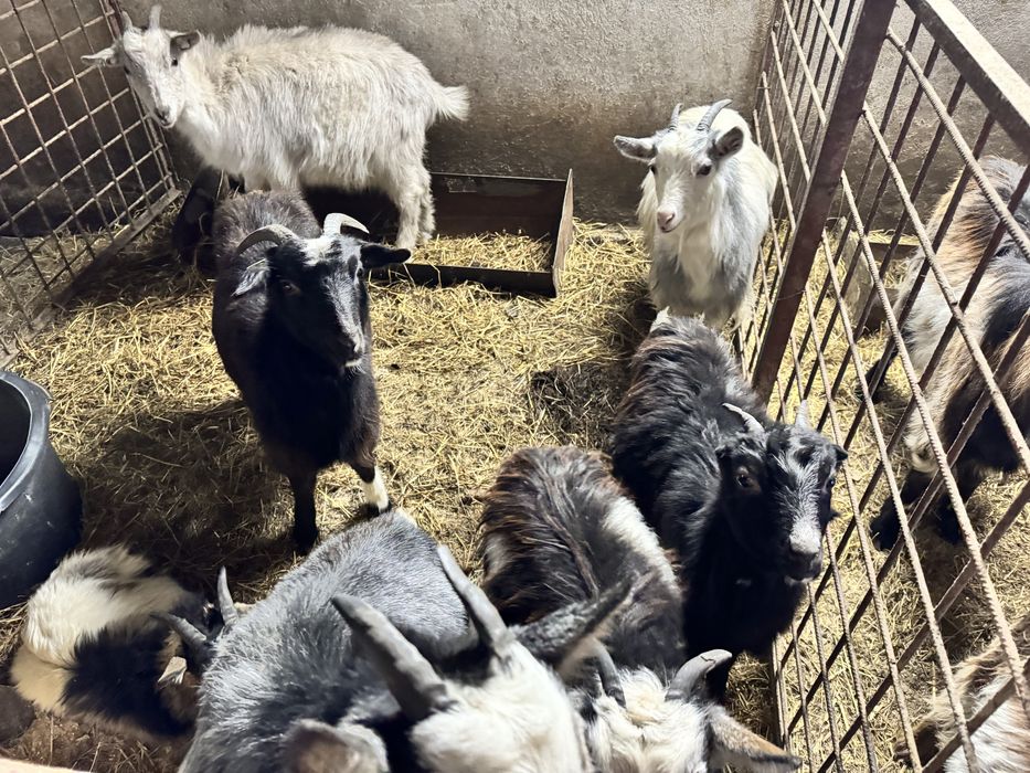 12 Iede si 3 tapi din mame bune de lapte