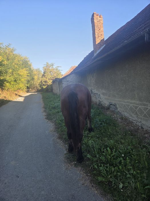Vând cal sau schimb cu oi