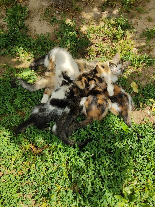 котята два месяца
