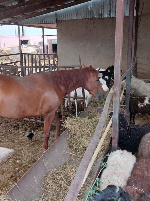 Продам жиребую лошадь