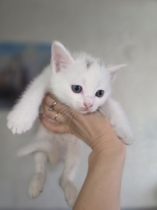 Отдам бесплатно котят