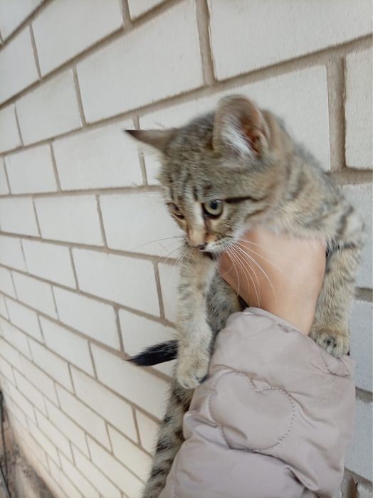Отдам котят в хорошие руки
