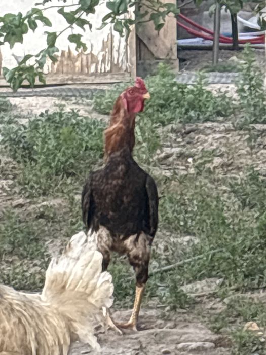 Петухи около года