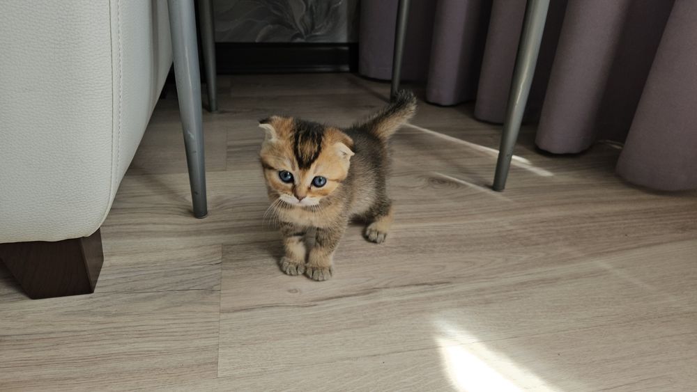 Котята шотландской породы