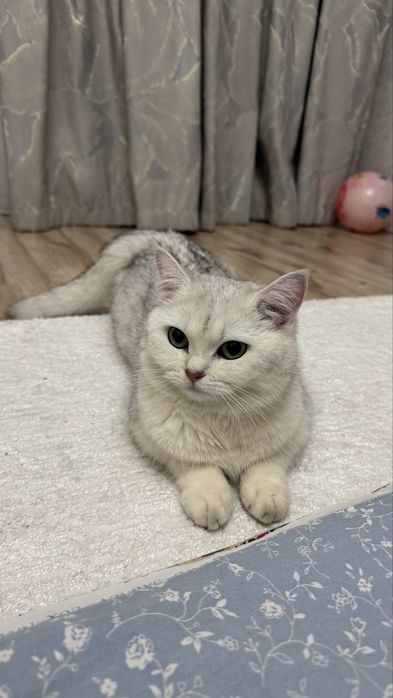 Британка короткошерстная