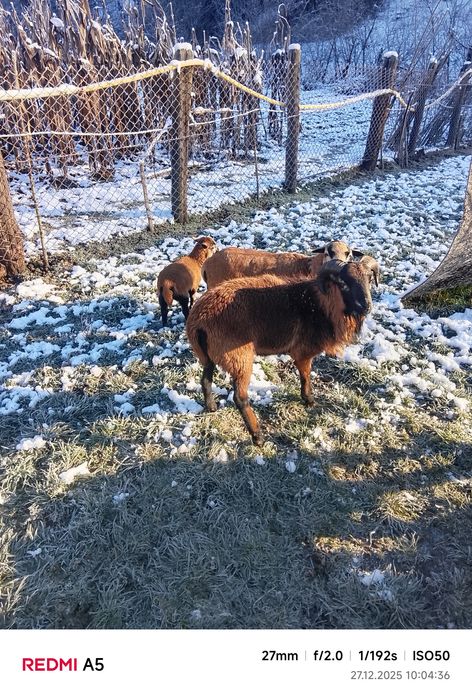 Oi camerun de vânzare sau schimb