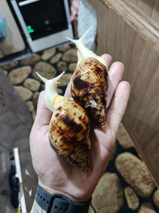 ретикулята Альбино пара