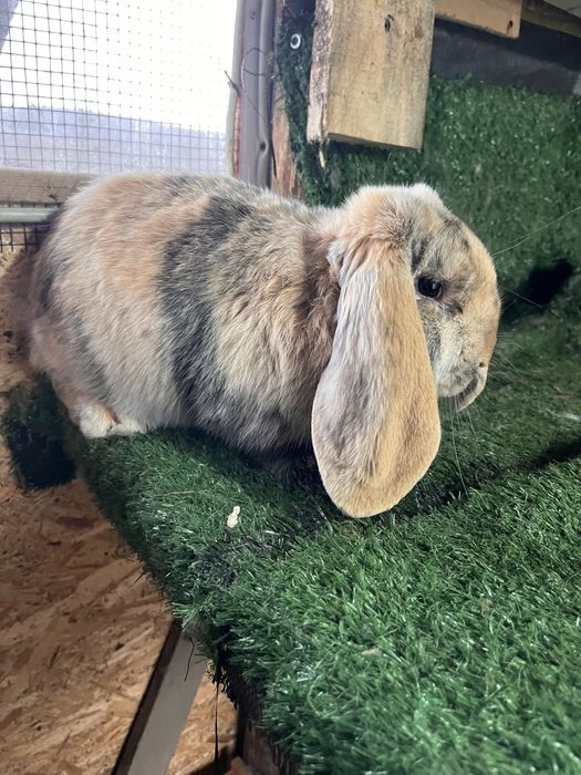 Mascul arlechin 4 luni