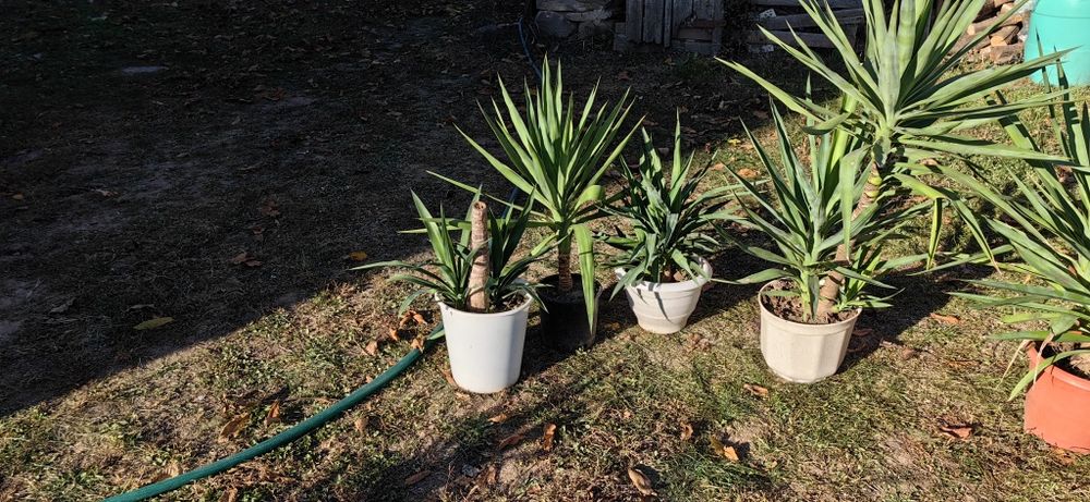 Палма юка различни по размер