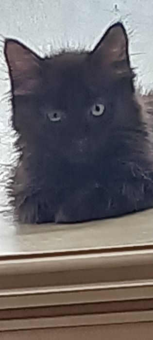 Котята мейнкун плюс камышовая