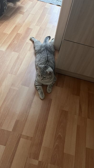 Отдам британца бесплатно