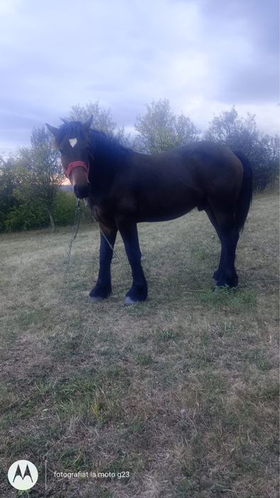 Armăsar (mânz) semi-greu