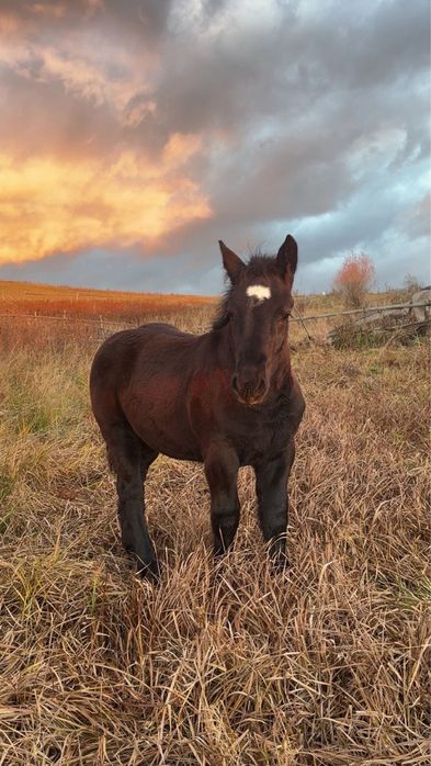 Mânz și mânză frați de tată Ardenez !