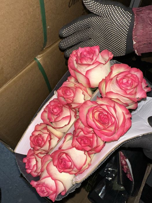 Оптом Цветы Розы Экзотика