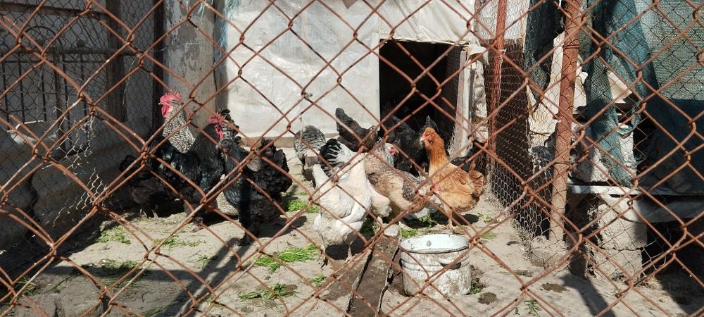 Домашный тухум сотилади  донаси 3000 сум