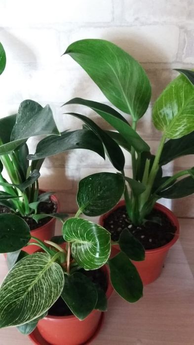 Комнатные цветы Филодендрон Биркин