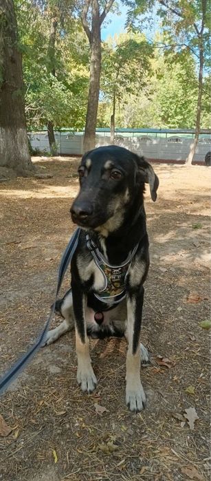 щенок в добрые руки, бесплатно