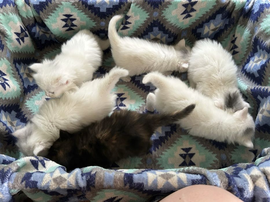 Отдам белых и пушистых котят !