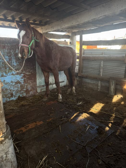 Жылқы сатылады. 2 жасар