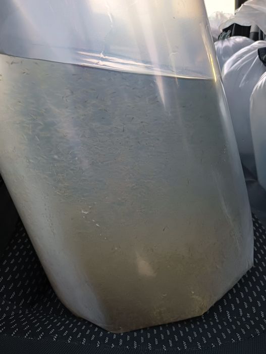 Larve Crap, Sânger,Cteno,Novac.